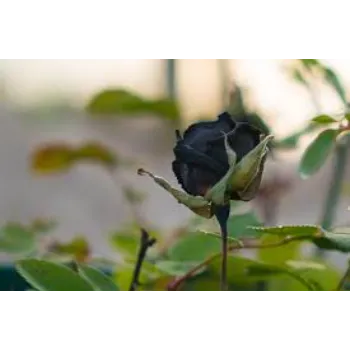 Decorative Black Rose 